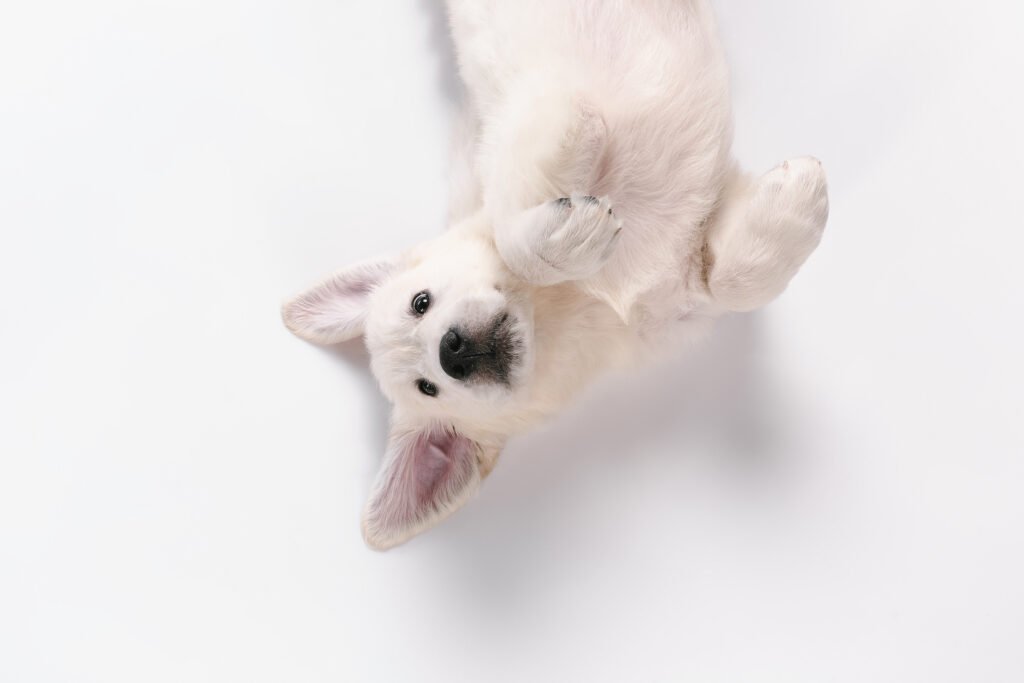 Child. Top view of english cream golden retriever playing. Cute playful doggy or purebred pet looks cute isolated on white background. Concept of motion, action, movement, dogs and pets love. Copyspace.
