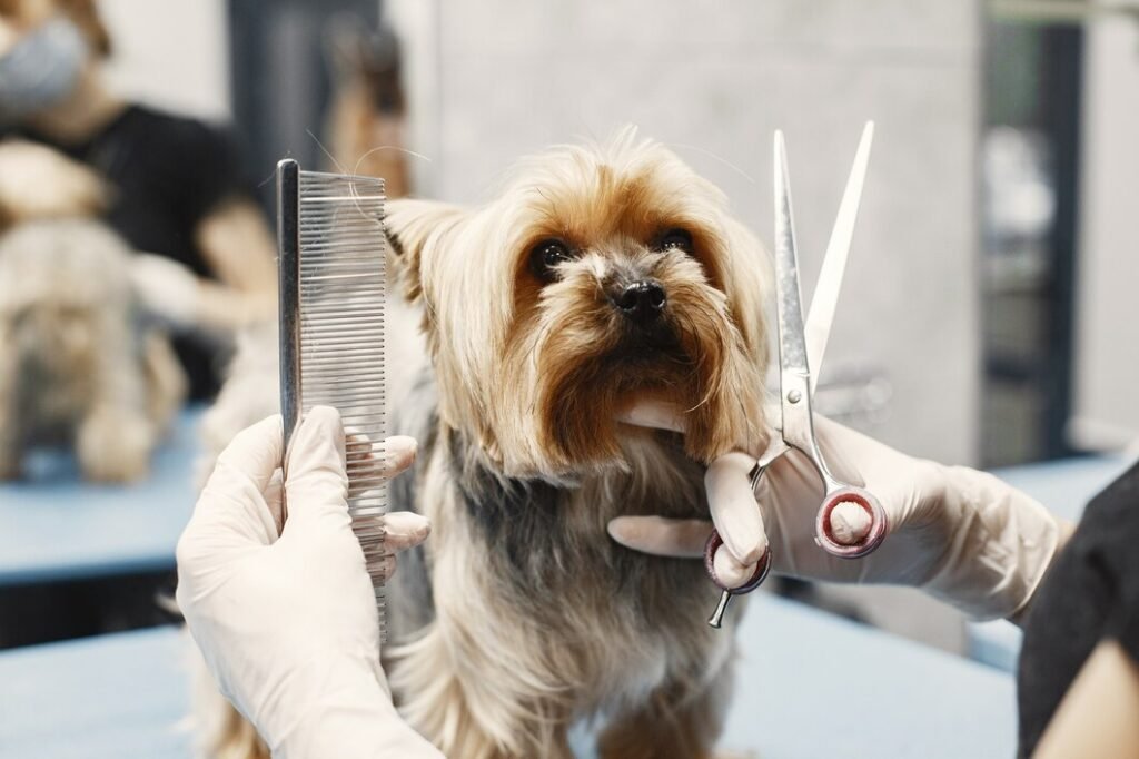 woman-shears-dog-dog-sitting-couch-breed-yorkshire-terrier_1157-46558